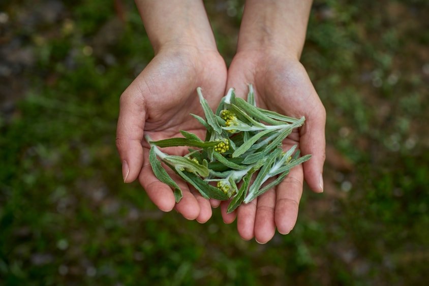 Mugwort the magical herb for health and wellness