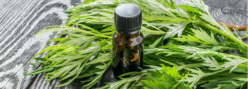 Mugwort Essential Oil